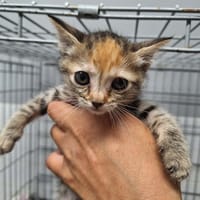 BICHETTE, chatte à adopter