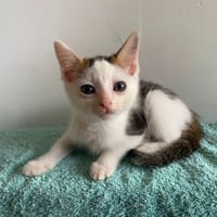 KLUDA, chatte à adopter