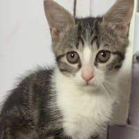 AMBRE, chatte à adopter