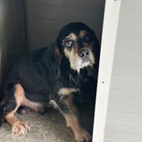 Fred, chien à adopter
