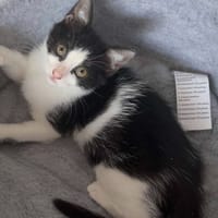 JADE, chatte à adopter