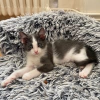 KATEMIK, chat à adopter