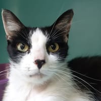 Pista, chatte à adopter