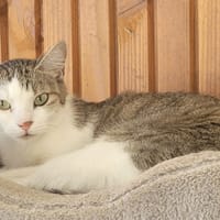 RUBY, chatte à adopter