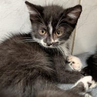 TARZAN, chat à adopter