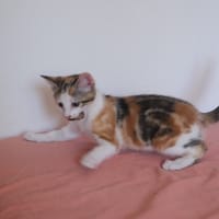 ELISHA, chatte à adopter