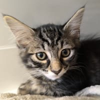 BEAUTE, chatte à adopter