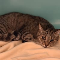Cayette CAB5919, chatte à adopter