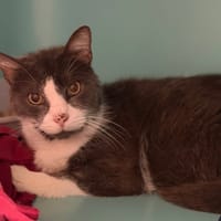 Phoënix CAB5885, chat à adopter
