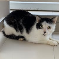 Panda CAB5907, chat à adopter
