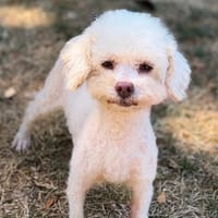 Sima CAA15711, chienne à adopter