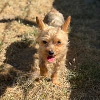 Aby CAA15736, chienne à adopter