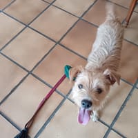 Tito, chien à adopter