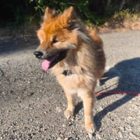 PEANUTS, chien à adopter