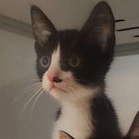 MIKADO, chat à adopter