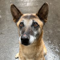 OZONE, chien à adopter