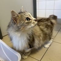 OZIZIRA, chat à adopter