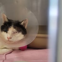 Sika, chatte à adopter