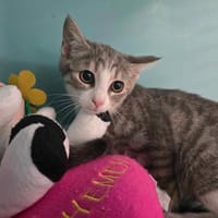 Astrid, chatte à adopter