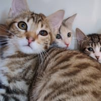 COUSSE, chat à adopter