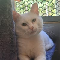 KENNY, chat à adopter