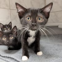 MOKA, chatte à adopter