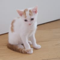 ELIDJAH, chat à adopter