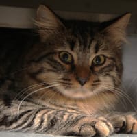 COCO, chat à adopter