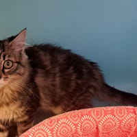 MORA, chatte à adopter