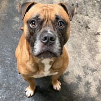 BOUBA, chien à adopter