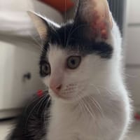 TOPAZE, chat à adopter