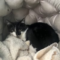 KIKINOU, chat à adopter