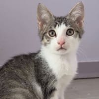 ONYX, chat à adopter