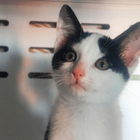 MILKA, chat à adopter