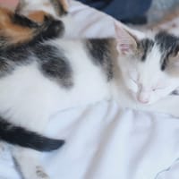 EIREEN, chatte à adopter