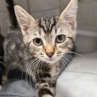 NOVA, chatte à adopter
