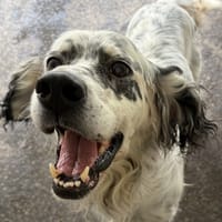 JAZZ, chien à adopter