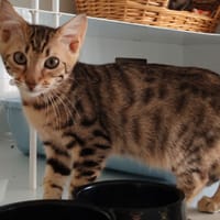 FJORD, chat à adopter