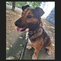 BAGUY, chien à adopter