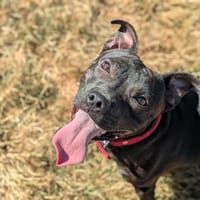 PAKO, chien à adopter