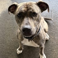 THANOS, chien à adopter