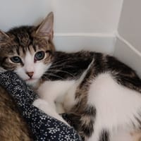 POUSSE, chat à adopter