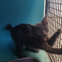 MOUSSE 2, chatte à adopter