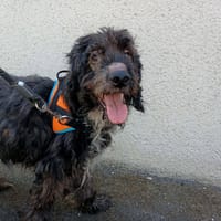 MALONE, chien à adopter