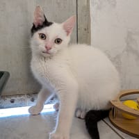 TINO, chat à adopter