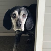 Eddy, chien à adopter