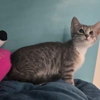 Freya, chatte à adopter