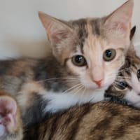 MOUSSE, chatte à adopter