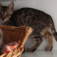 ORAGE, chat à adopter