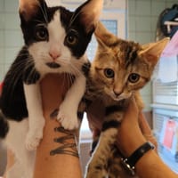KORIDJA, chatte à adopter